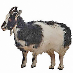 Finnish Landrace Goat